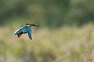 Kingfisher