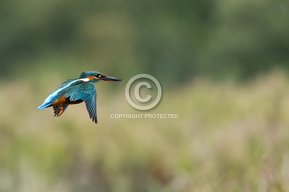 Kingfisher