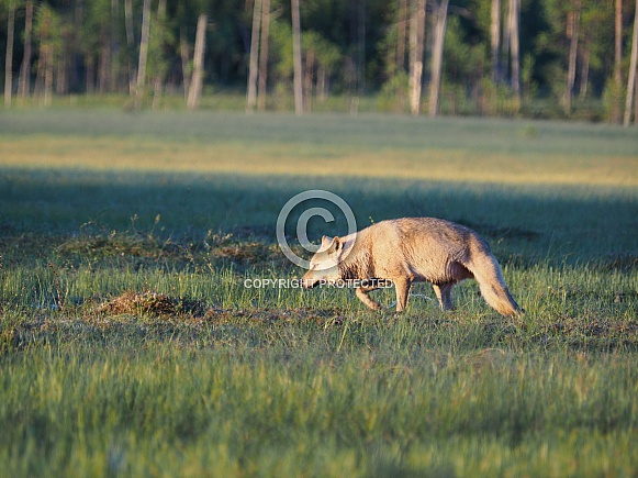 European Grey Wolves European Grey Wolves