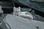Arctic fox