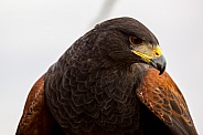 Harris's Hawk