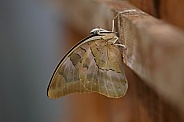 Leafwing Butterfly