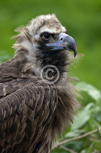 Eurasian Black Vulture Eurasian Black Vulture