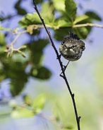 Myrtle Yellow-rumped Warbler in Fairbanks, Alaska
