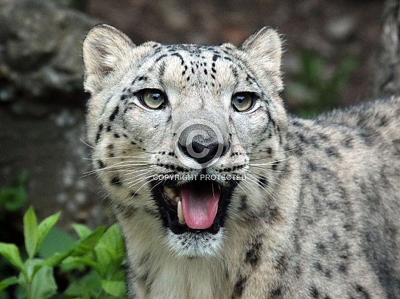 Snowleopard