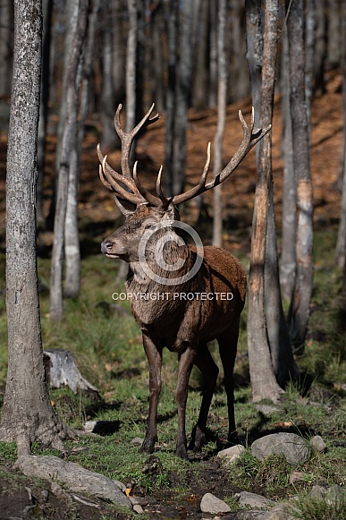 Red Deer