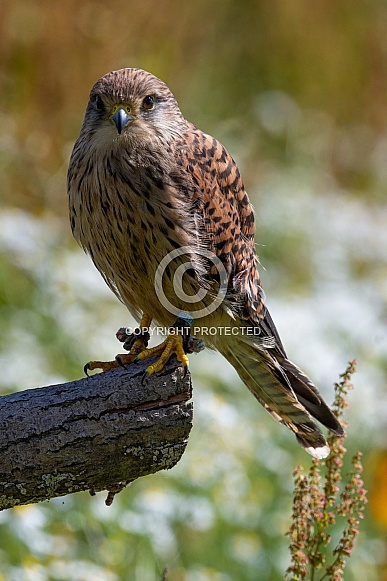 Common Kestrel