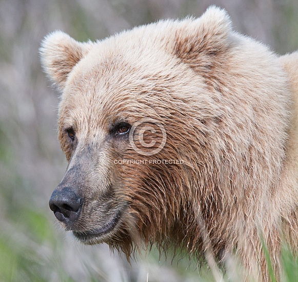 Wild Alaskan Brown Bear Wild Alaskan Brown Bear