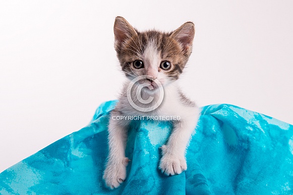 kitten