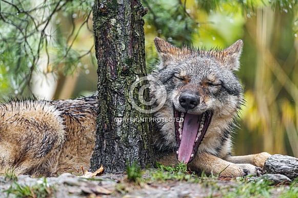 Wolf yawning next to tree