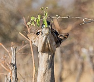Female Kudu Eating