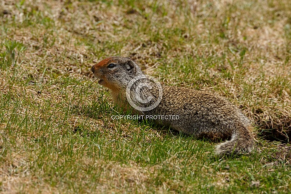 Ground squirrel Ground squirrel