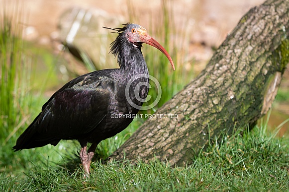Northern bald ibis Northern bald ibis