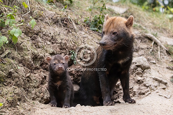 Bush Dogs Bush Dogs