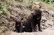 Bush Dogs