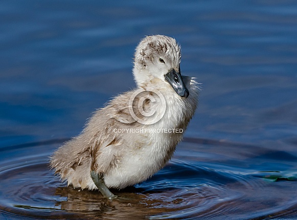 Cygnet Cygnet