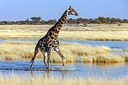 An adult male Giraffe (Giraffa camelopardalis)