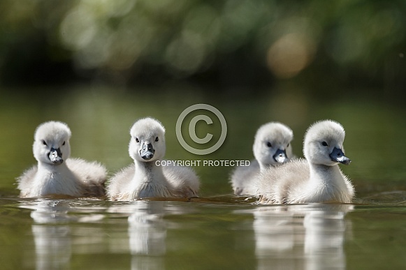 The mute swan (Cygnus olor)