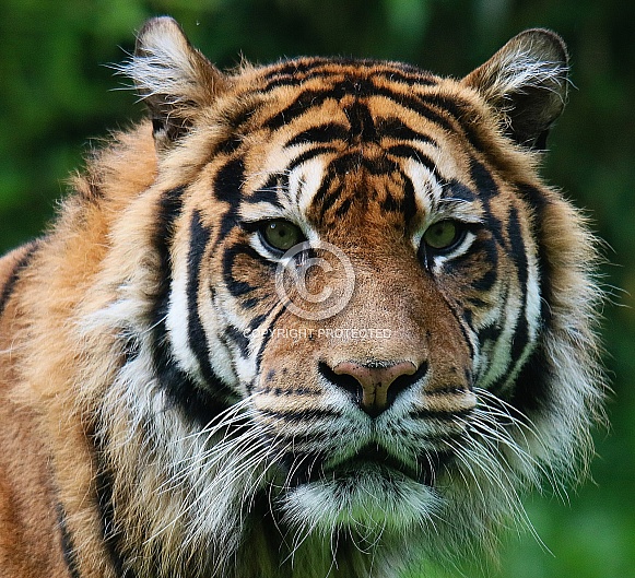 Tiger Blijdorp