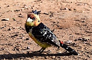 Crested Barbet