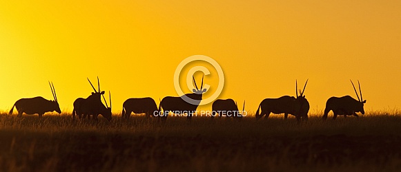 Gemsbok at sunset Gemsbok at sunset