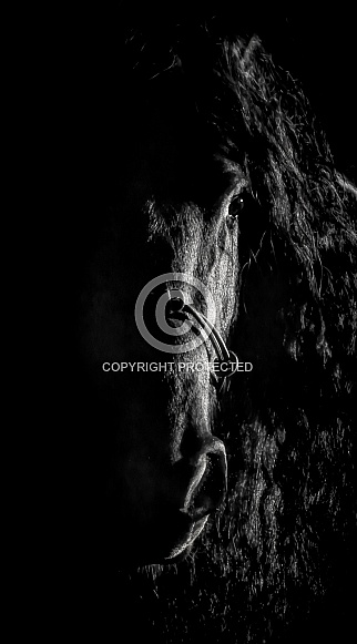 Friesian Horse--Dark Mystery