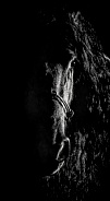 Friesian Horse--Dark Mystery