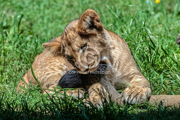 Lion Lion