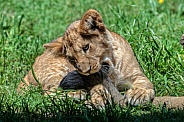 Lion