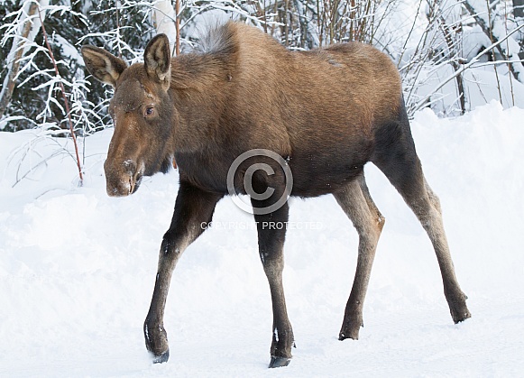 Moose Calf in Winter Moose Calf in Winter