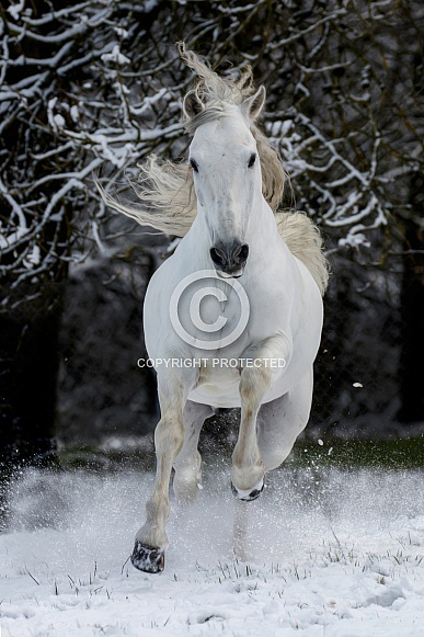 Andalusian Horse Andalusian Horse