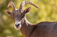 Desert bighorn sheep, Ovis canadensis nelsoni