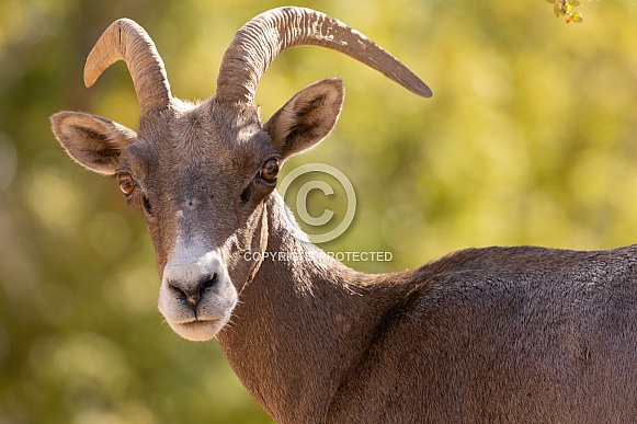 Desert bighorn sheep, Ovis canadensis nelsoni