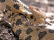 Fox Snake