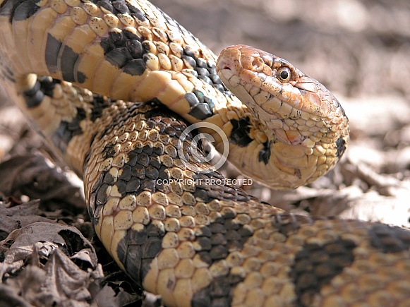 Fox Snake