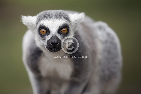Ring-Tailed Lemur