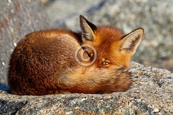 A fox on a rock