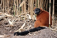 The red ruffed lemur (Varecia rubra)