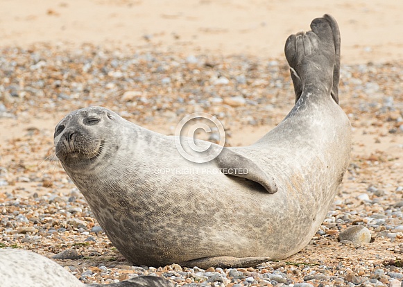 Common Seal Stretching