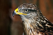 Ferruginous Hawk Close Up