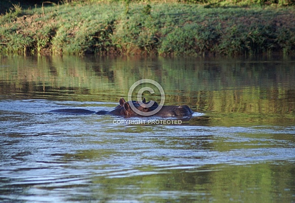 Hippos