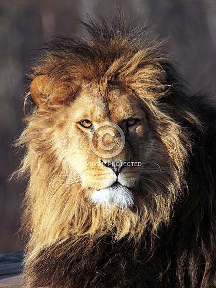 African lion