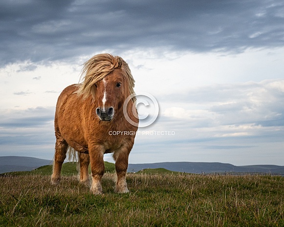 Shetland Pony