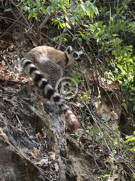 Ring-tailed Lemur (Lemur Catta)