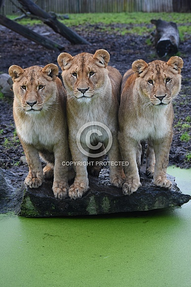 African Lions African Lions