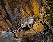 Leopard-Snow Leopard