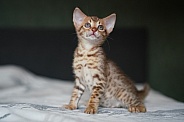 Savannah Cat
