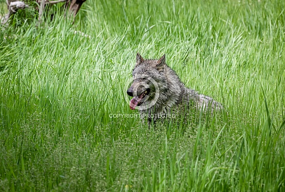 Tundra Grey Wolf Tundra Grey Wolf