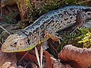 female sand lizard in April, Lacerta agilis