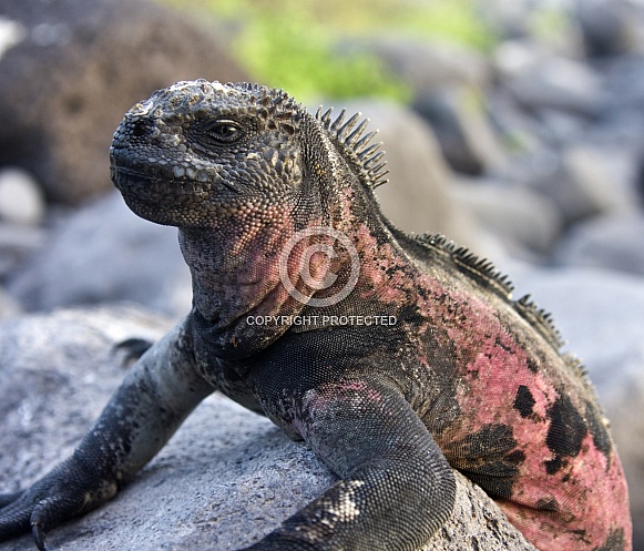 Marine Iguana - Galapagos Islands - Ecuador Marine Iguana - Galapagos Islands - Ecuador